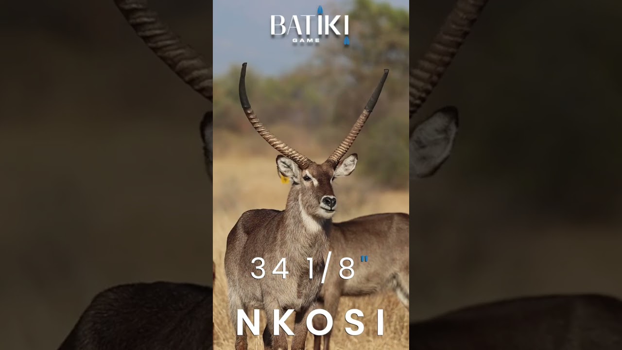 Waterbuck bull Nkosi genetics on auction