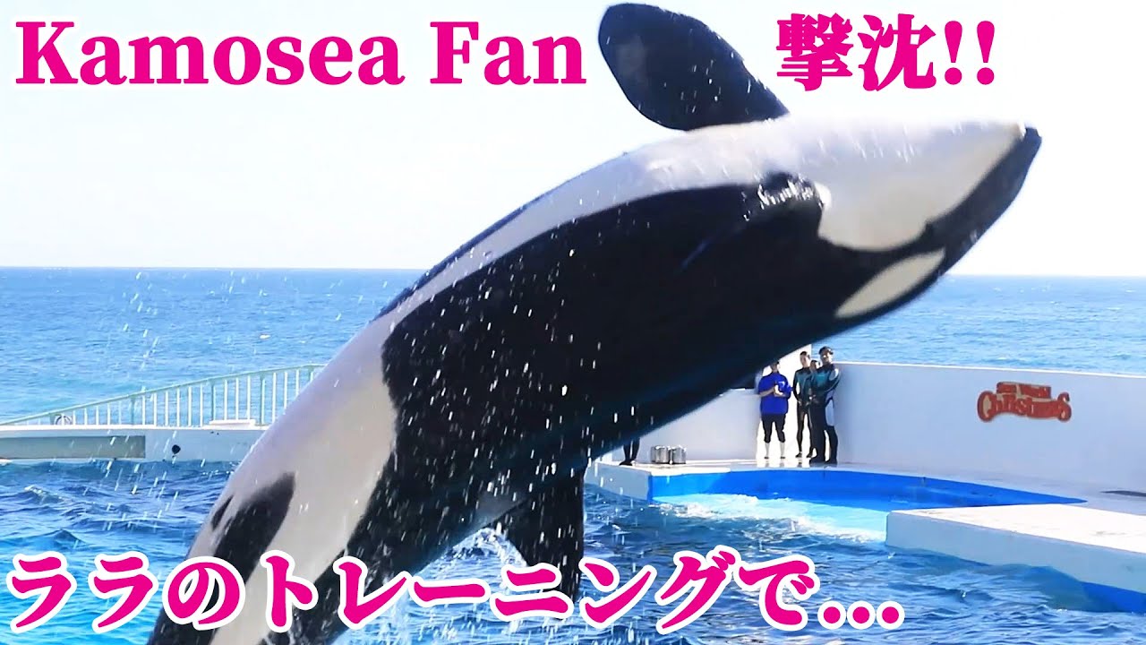 ララ部ペアに意表を突かれてやられました^^; 鴨川シーワールド シャチトレーニング KamogawaSeaWorld  orca killerwhale