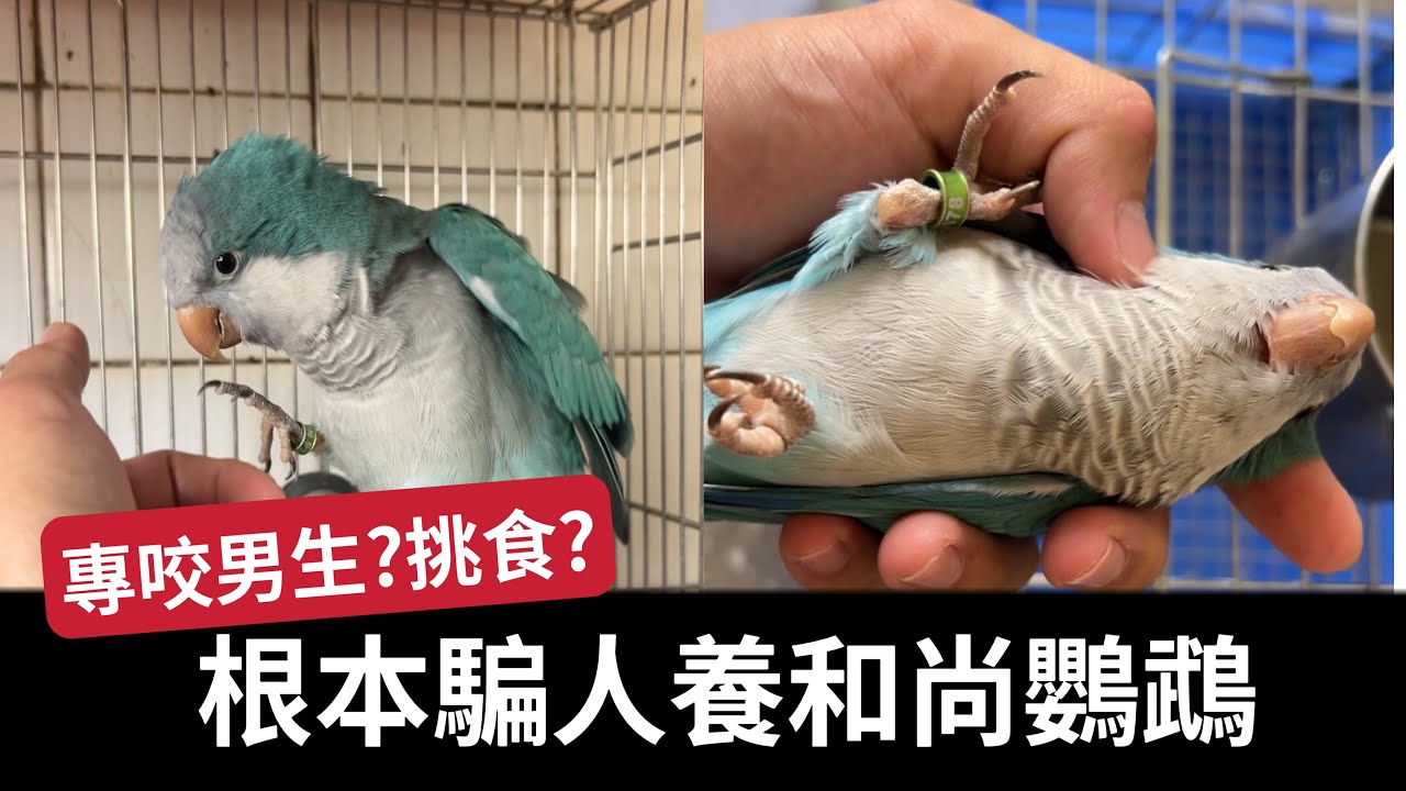 藍和尚鸚鵡 專咬男生？挑食？根本騙人養和尚