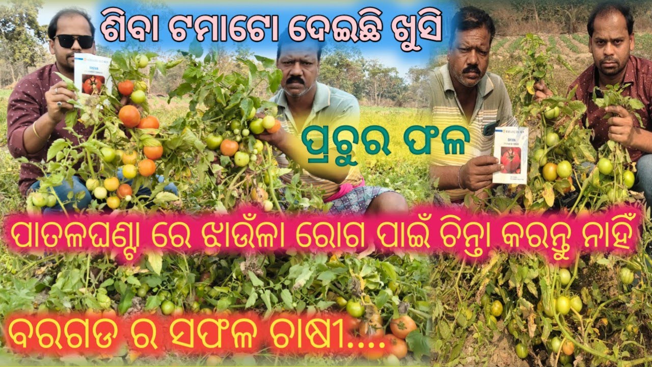 ଟମାଟର ଚାଷରେ ଏହି କିସମ ଦେଇଛି ଅଧିକ ଲାଭ 