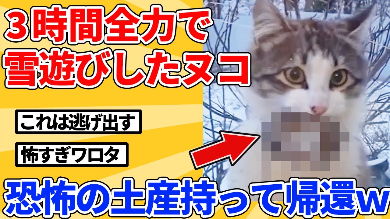 【2ch動物スレ】3時間雪遊びしたヌコ→恐ろしいプレゼントを持って帰るｗｗｗｗｗ