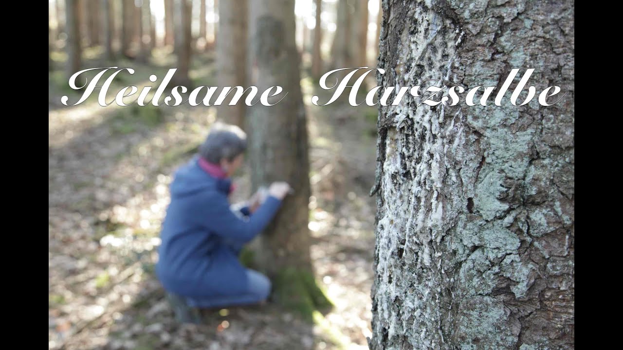 Heilsame Harzsalbe - Viriditas Heilpflanzenwissen