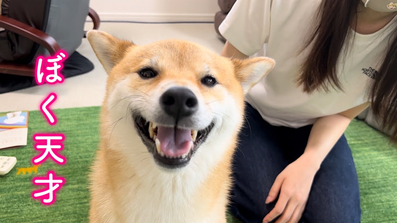 偉業を成し遂げママに褒められたのが嬉しくてニヤニヤが止まらない柴犬が可愛い