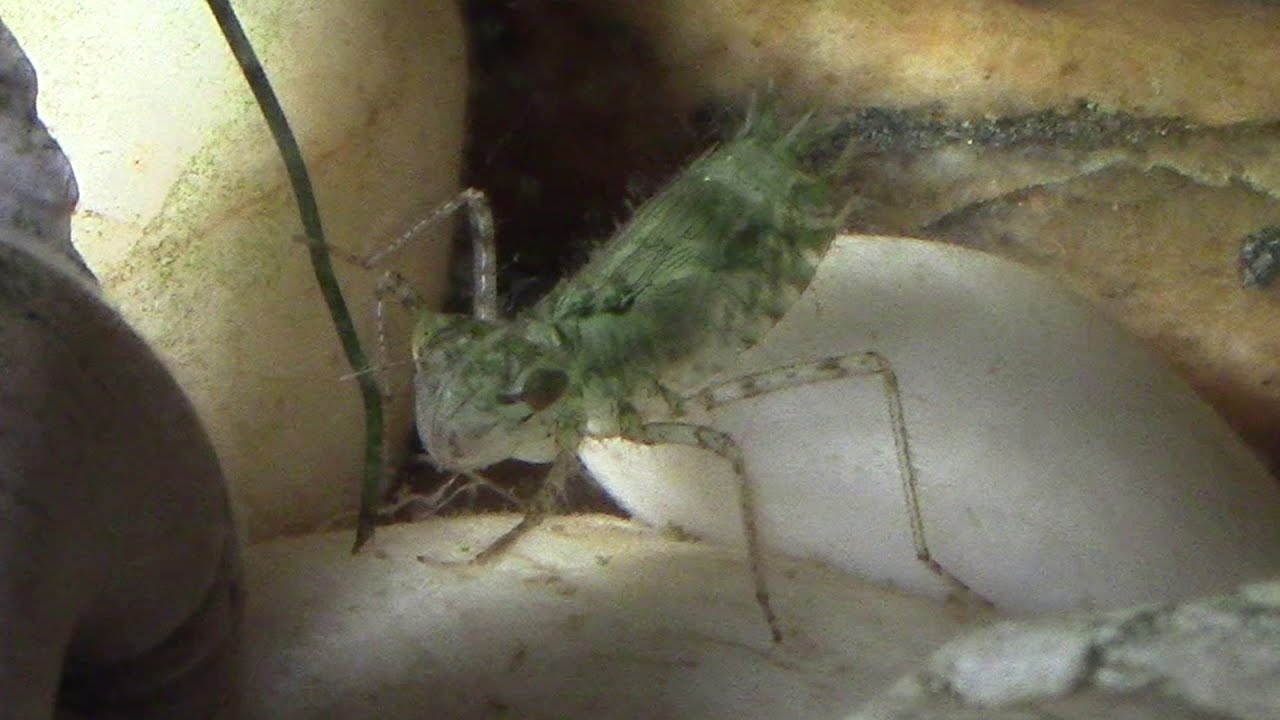 Dragonfly larva in aquarium