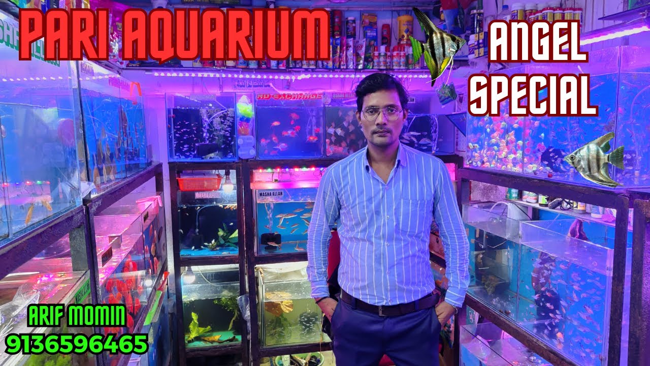 Angel fish || Angelfish breeding, Angelfish tank mates, Angelfish care || Pari Aquarium, Arif Momin