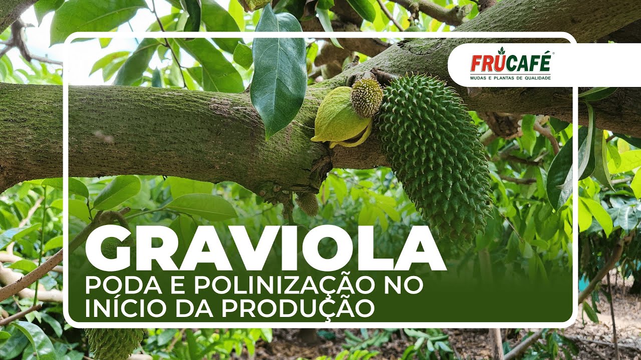 GRAVIOLA - Como Fazer a Poda e Polinização, no Início da Produção?