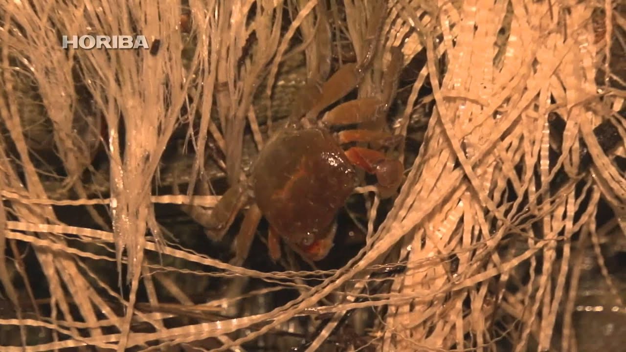 red-clawed crab