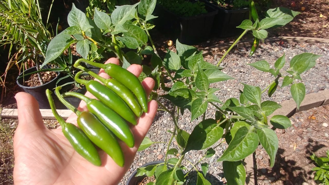 Growing Serrano Peppers from seeds (with all updates)