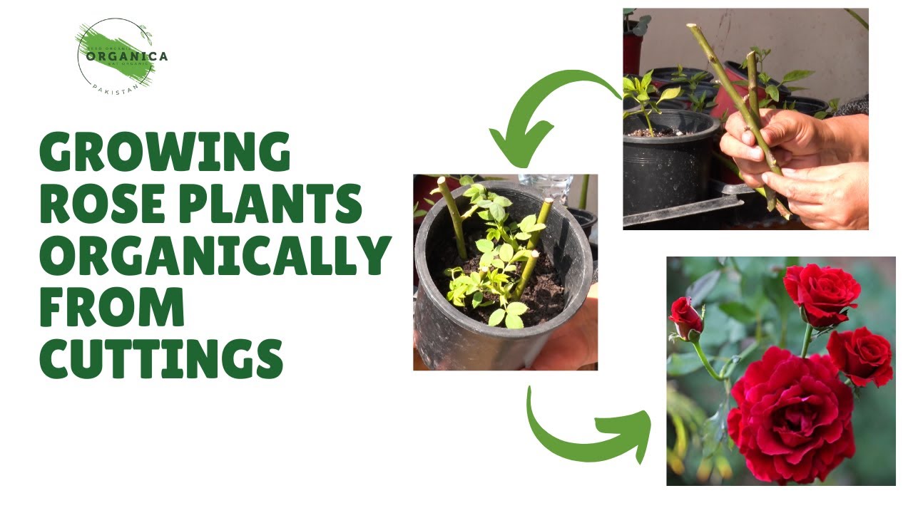 How to grow rose plants from cuttings, Fast & Easy | Urdu/Hindi with English Subtitles