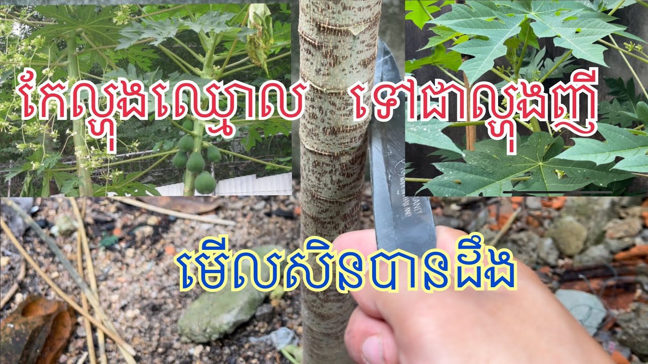 កែល្ហុងឈ្មោលទៅជាល្ហុងញី(សាកល្បង)