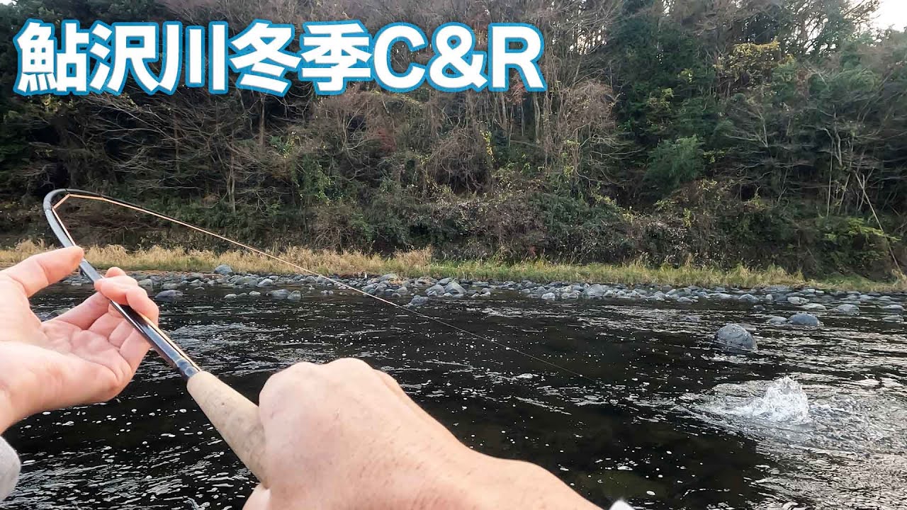 【フライフィッシング】【静岡県】鮎沢川冬季C&Rでデカニジが連発！