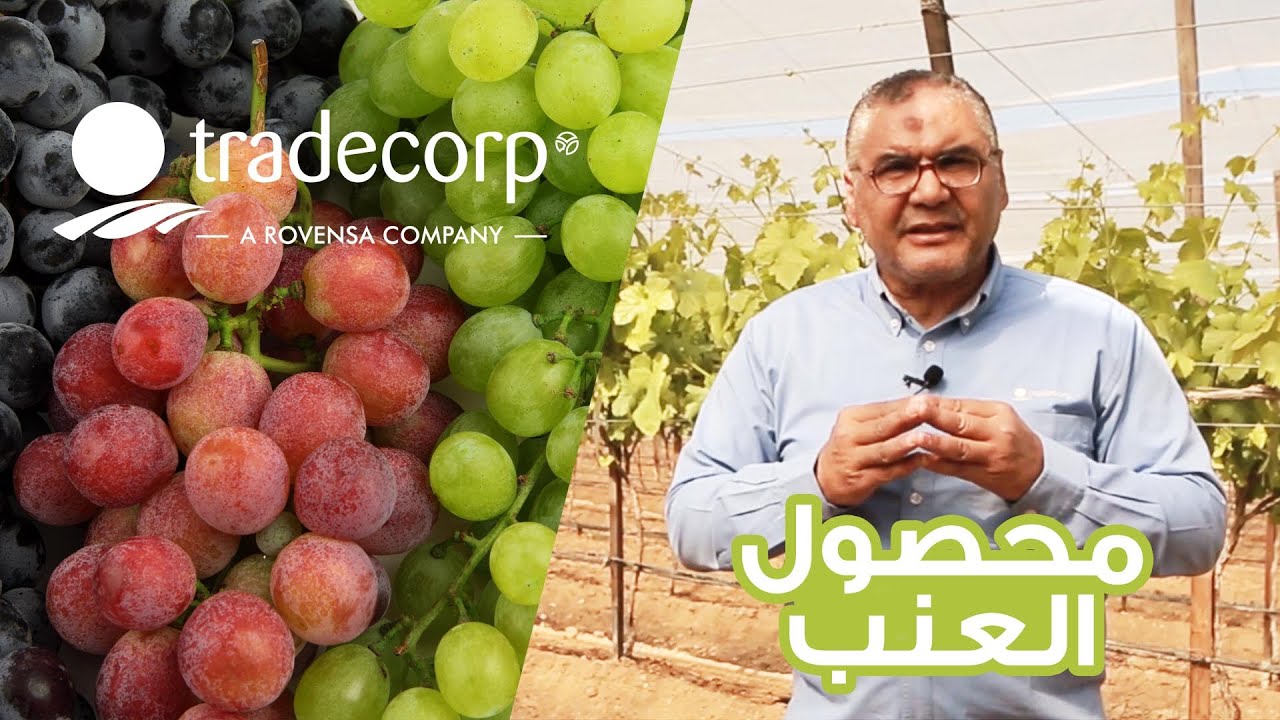 انتاج محصول العنب - المرحلة السابعة - مرحلة الحصاد