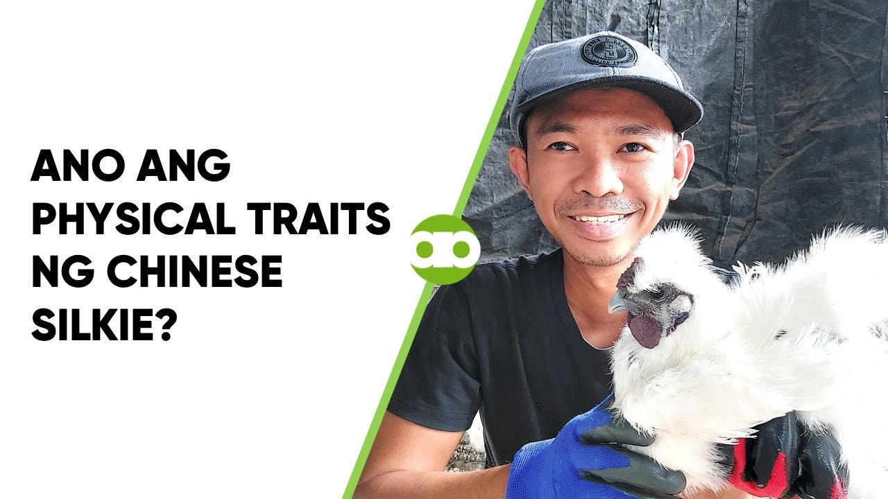 Ano ang Physical Traits ng Chinese Silkie?