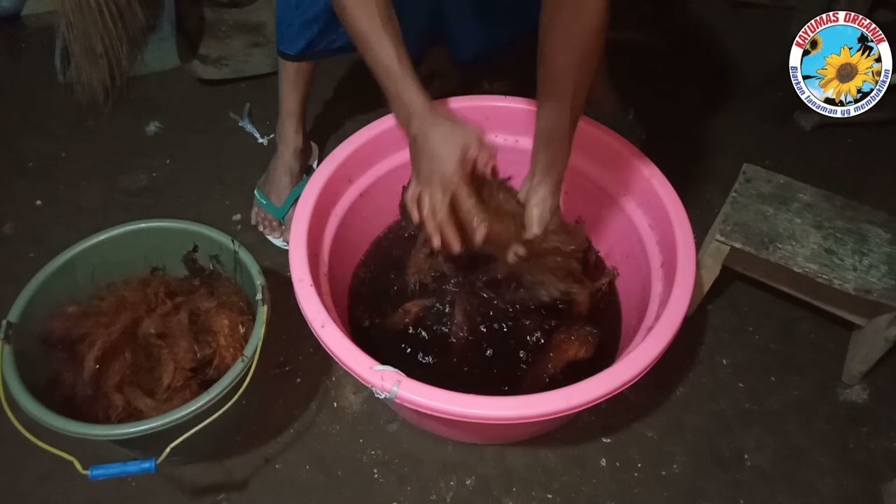 3 cara menghilangkan zat tanin pada sabut kelapa #tanamanorganik #vanili