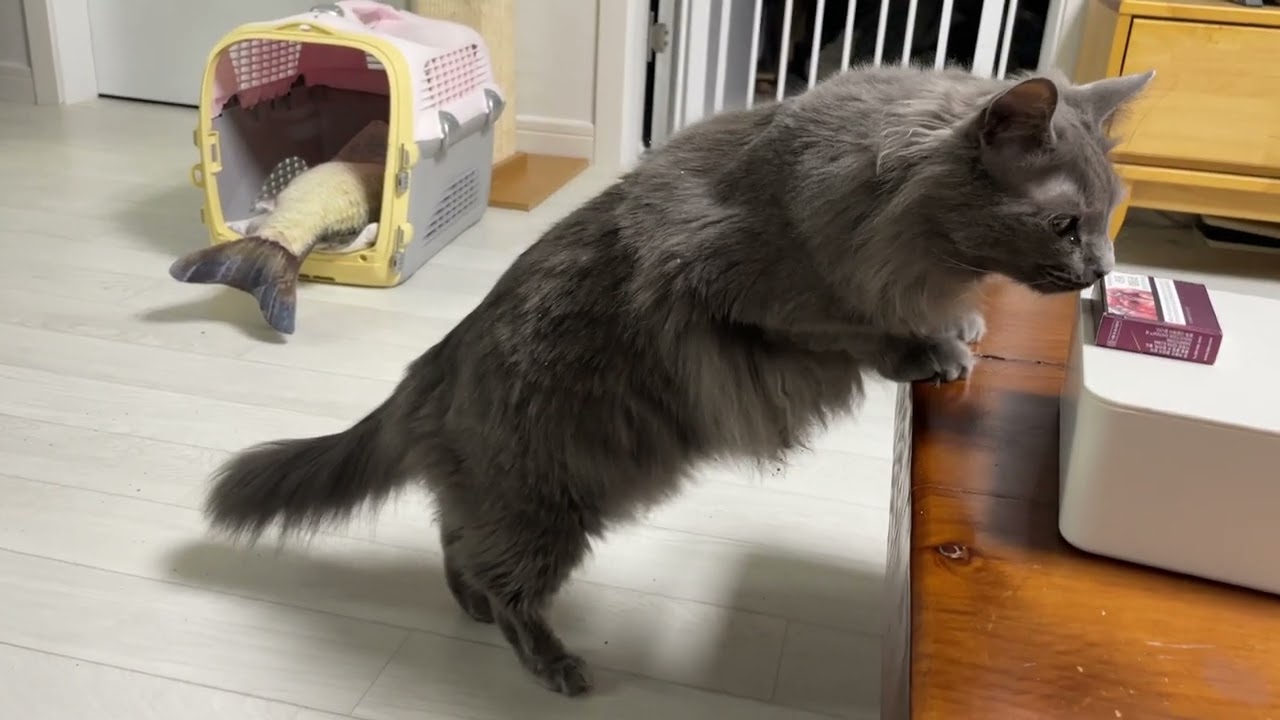 캣닙 반응 추적 (물론 고양이)