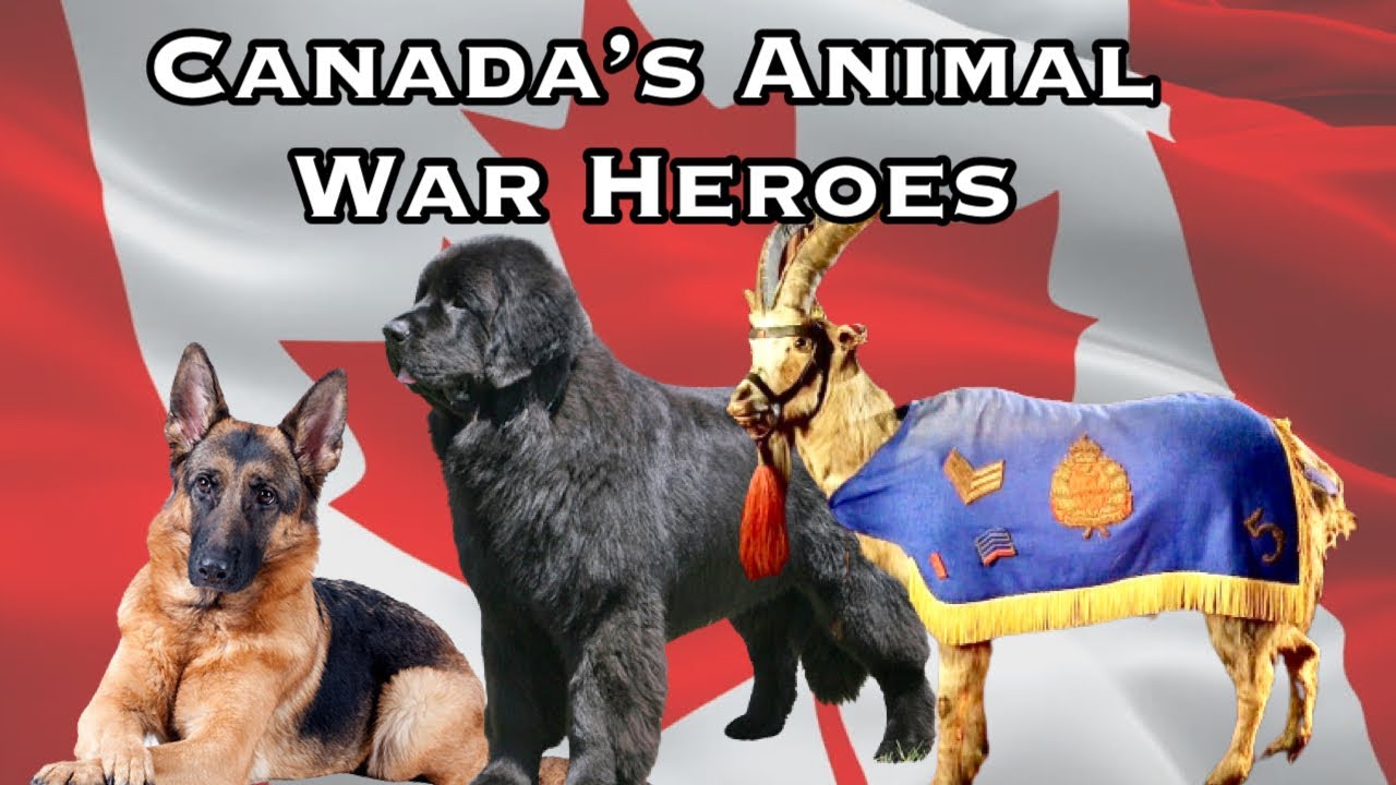 Canada's Animal War Heros