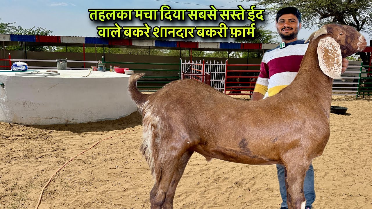 तहलका मचा दिया सबसे सस्ते ईद वाले बकरे शानदार बकरी फ़ार्म @Farmingbabapunjab heavy weight bade bakre