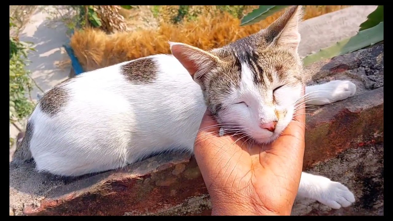 Милый котенок Кики мяукает, смешные видео #мирживотных #смешноевидеоскошкой #Животные #смешнаякош...