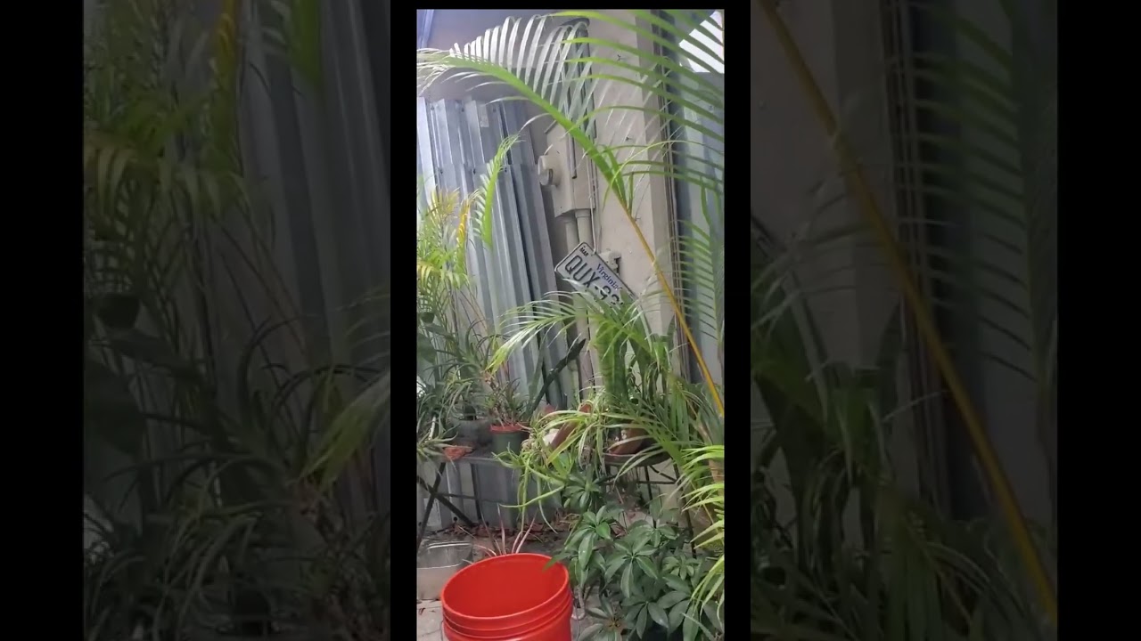 Meditation moment with The Stoned Sage - Breathe with me on the porch!