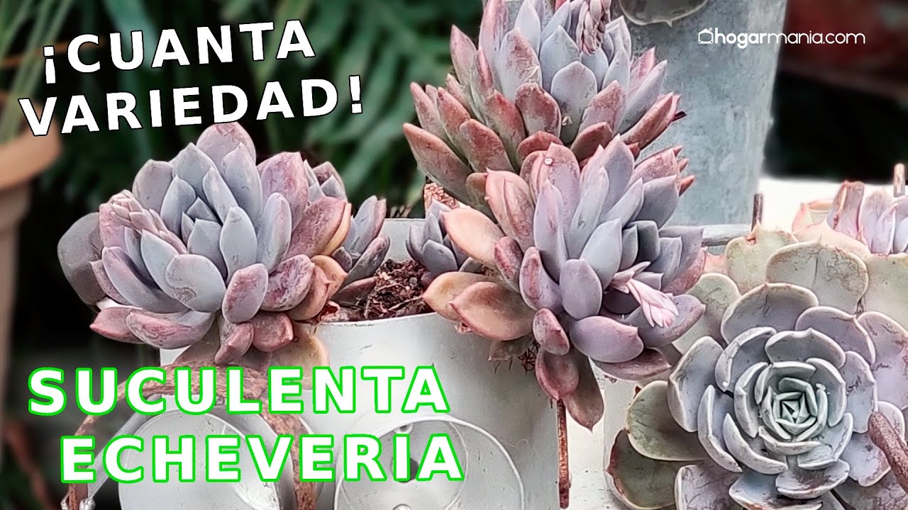 Suculenta Echeveria, variedades de una planta crasa muy decorativa // Hogarmania