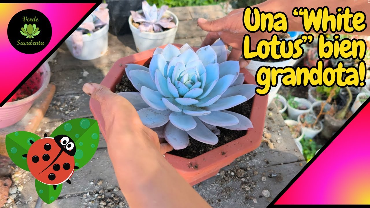 Así he cuidado este precioso híbrido para que CREZCA y mantenga su PRUINA intacta: White Lotus.