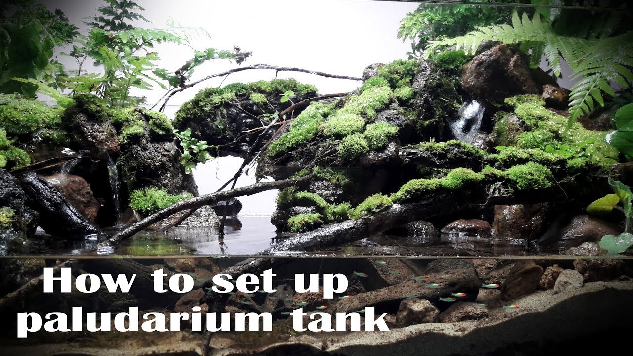 How to set up paludarium stream forest - Thiết lập bể bán cạn suối tự nhiên | Ho Minh paludarium