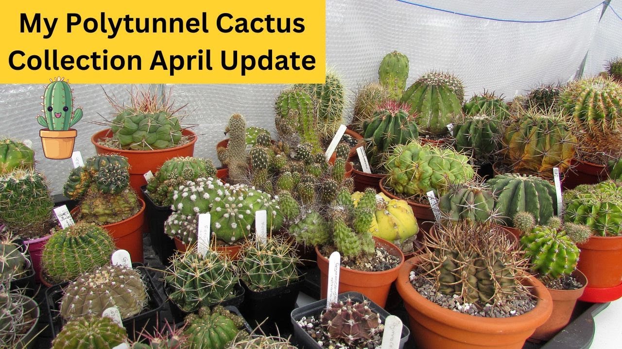 My Polytunnel Cactus Collection April Update #cactus #cacti #cactusplants