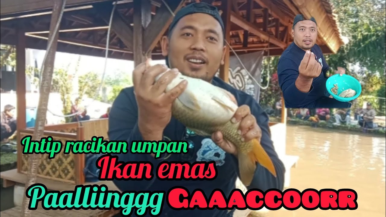 Cara racikan umpan ikan EMAS biar GACOORRR #nguseupchanel #umpanikanmas 