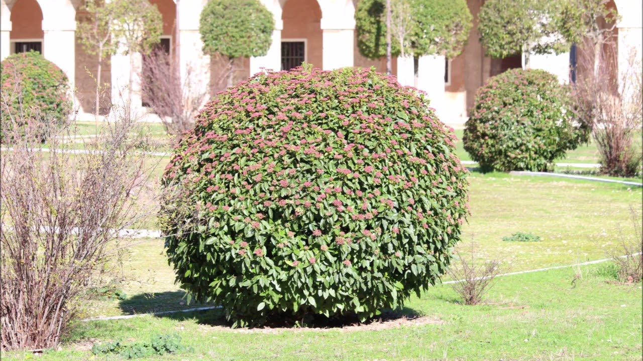 ARANJUEZ,PALACIO Y ALREDEDORES.ARANUJUEZ,MADRID.(ESPAÑA)AÑO:2026