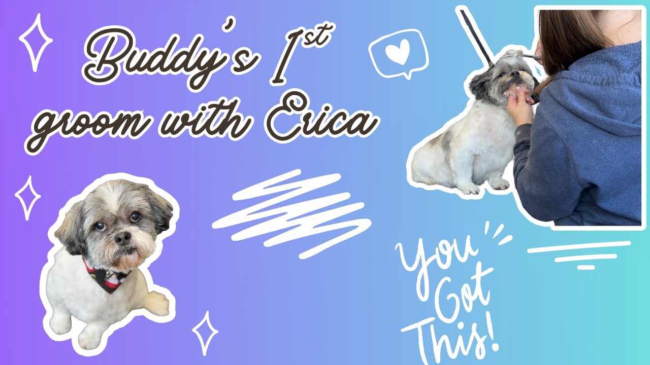 Meet Buddy 🐾 | First Grooming Session with Erica (POV)