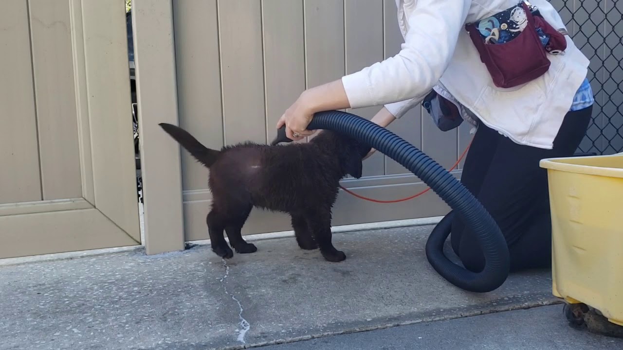 Introducing a Puppy to the Blow Dryer - Take the Lead K9 Training