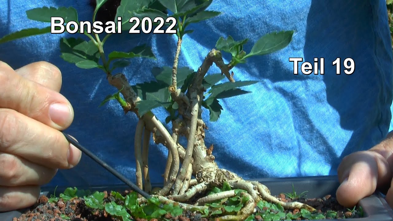 Bonsai 2022 Teil 19 Es gibt immer was zu Machen an den kleinen Bäumchen