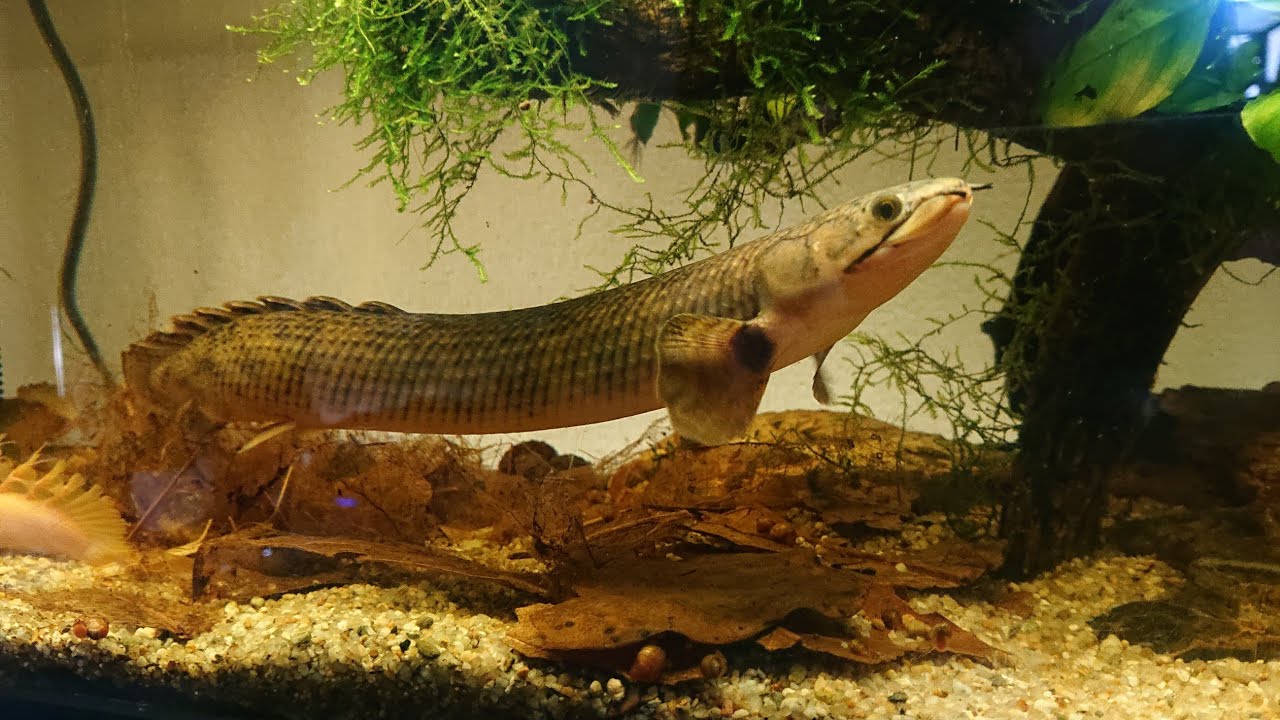 古代魚増種！