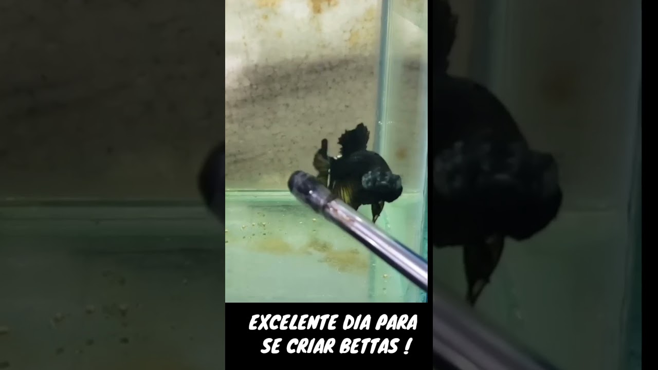 PEIXE BETTA COPPER GAS BIG TAIL