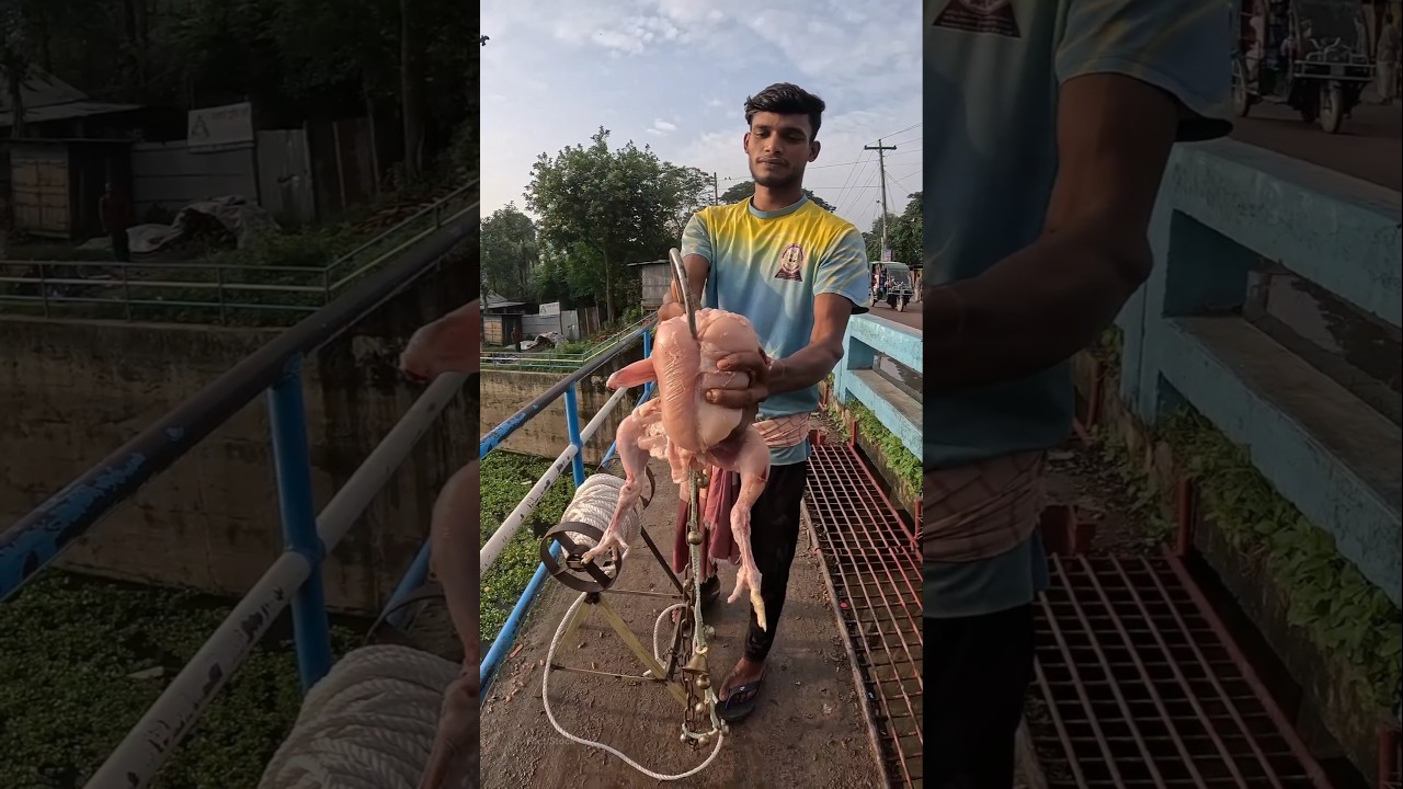 How To Catch Fish With Chicken? #shorts