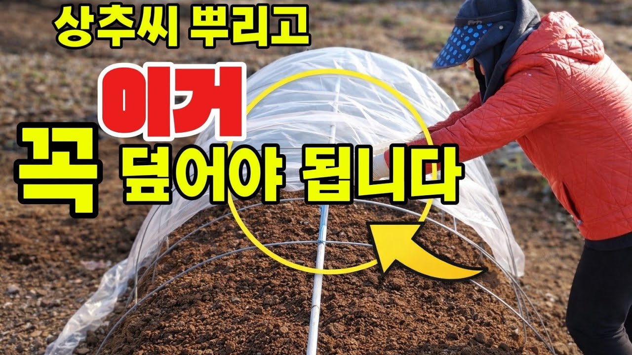 고구마 할배의 미니 비닐 하우스를 만들고 멀칭을 하려는데 손자가 자꾸 할아버지를 놀리네요..ㅎㅎ