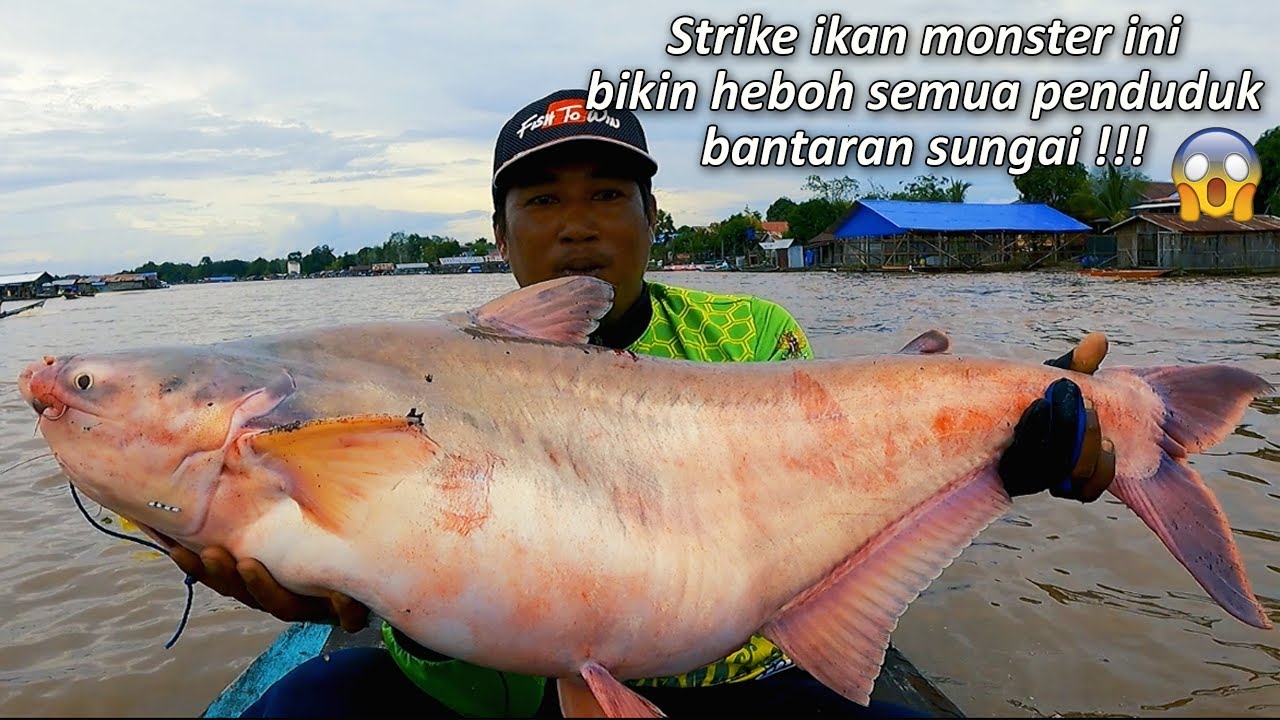 Rekor Terbaru Saya Strike Ikan Super Monster Patin Terbesar - Mancing Di Sungai Besar Kalimantan