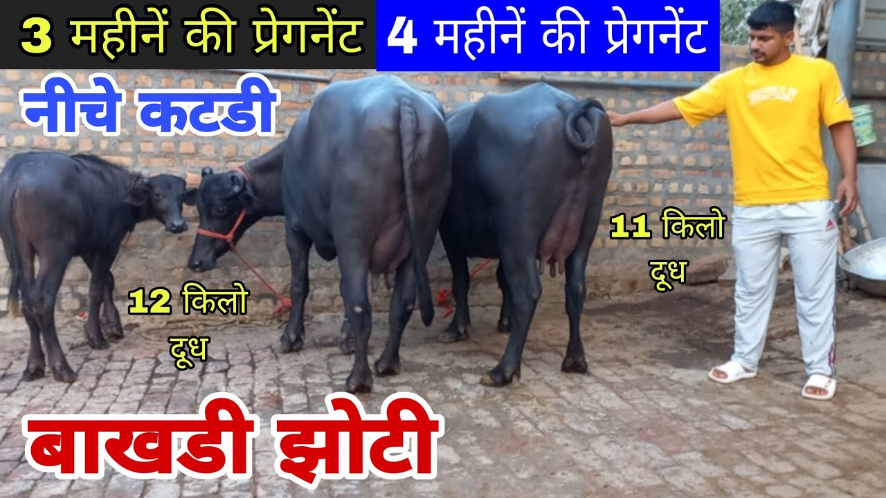 बाखडी झोटी अर्जुन कुंगड बुल की और एक मीणी बाखडी झोटी 3 और 4 महीनें की प्रेगनेंट || गांव कोथ कलां