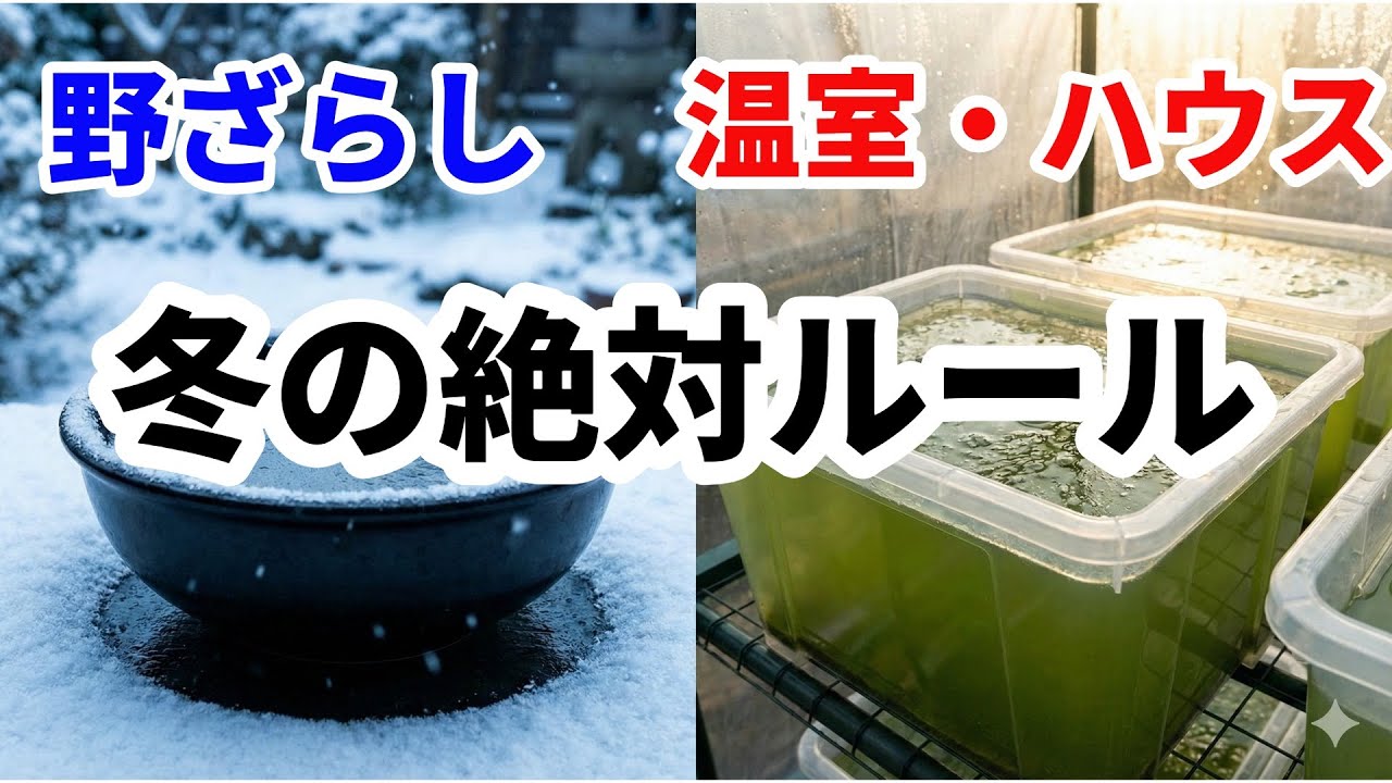 【メダカ飼育】冬の管理、間違っていませんか？「野晒し」と「温室」で変わる重要ポイント（足し水・凍結・油膜）