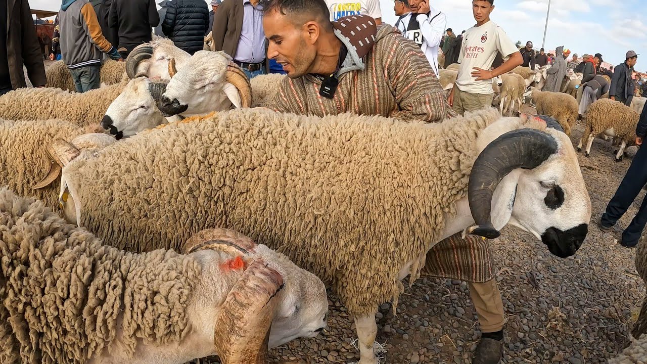 اليوم من سوق جمعة گيسر اقليم سطات مع ثمن حولي العيد الأضحى بتاريخ 09 يونيو 2023