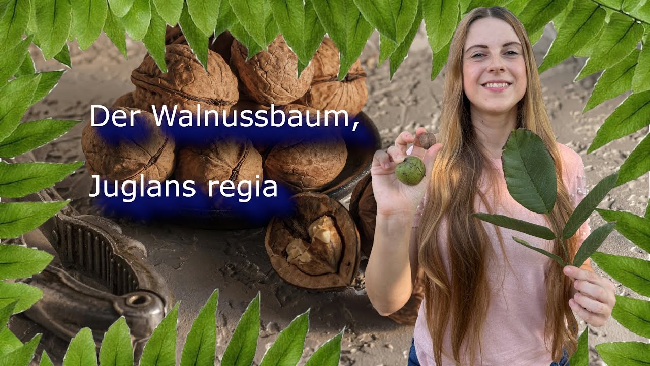 Der Walnussbaum, Juglans regia | Pflanzenpflege 1x1|