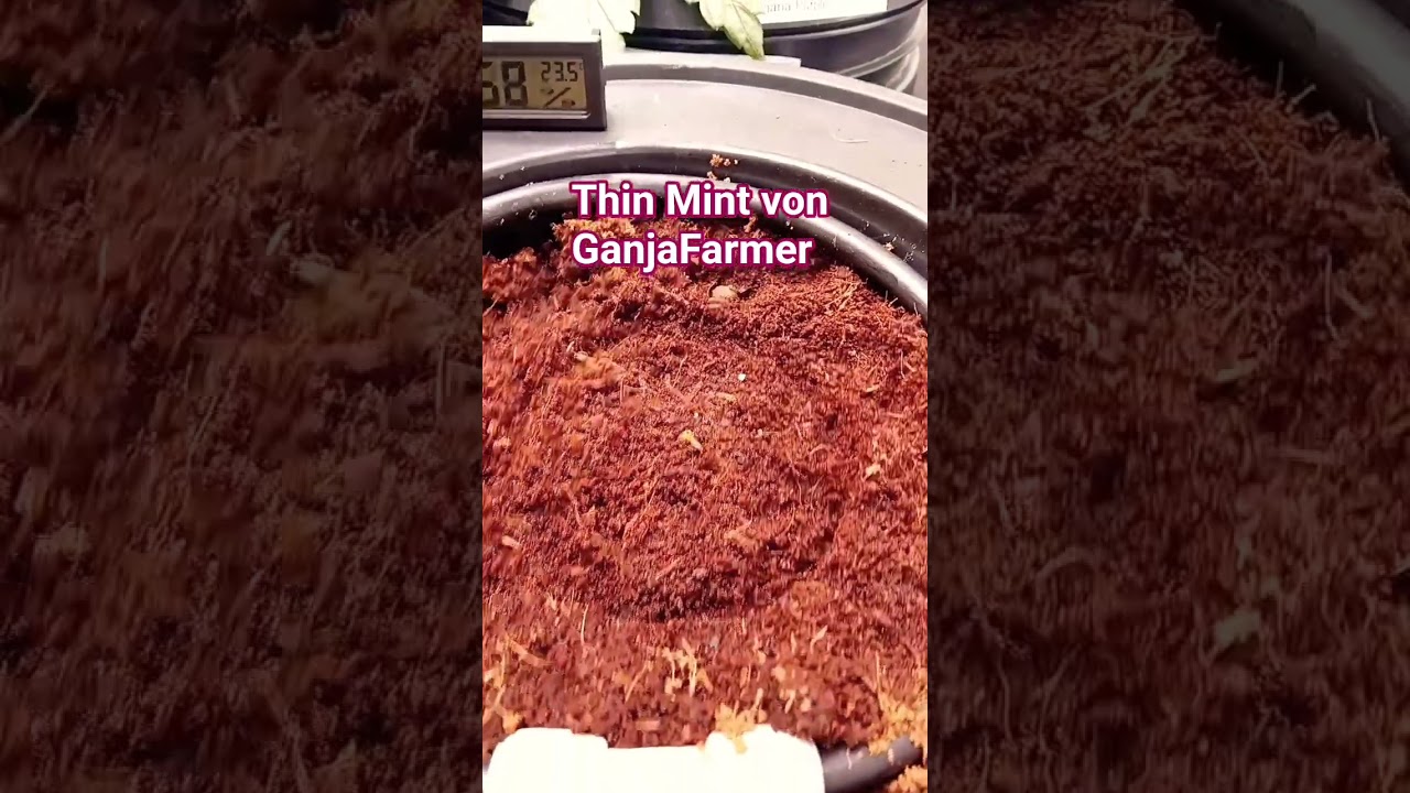Thin Mint Auto von GanjaFarmer