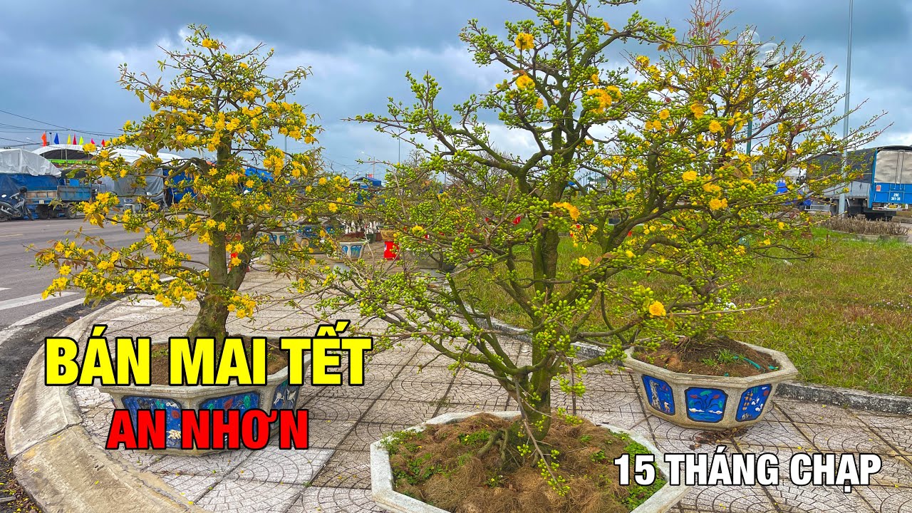 TÌNH HÌNH BÁN MAI TẾT AN NHƠN (15 THÁNG CHẠP)