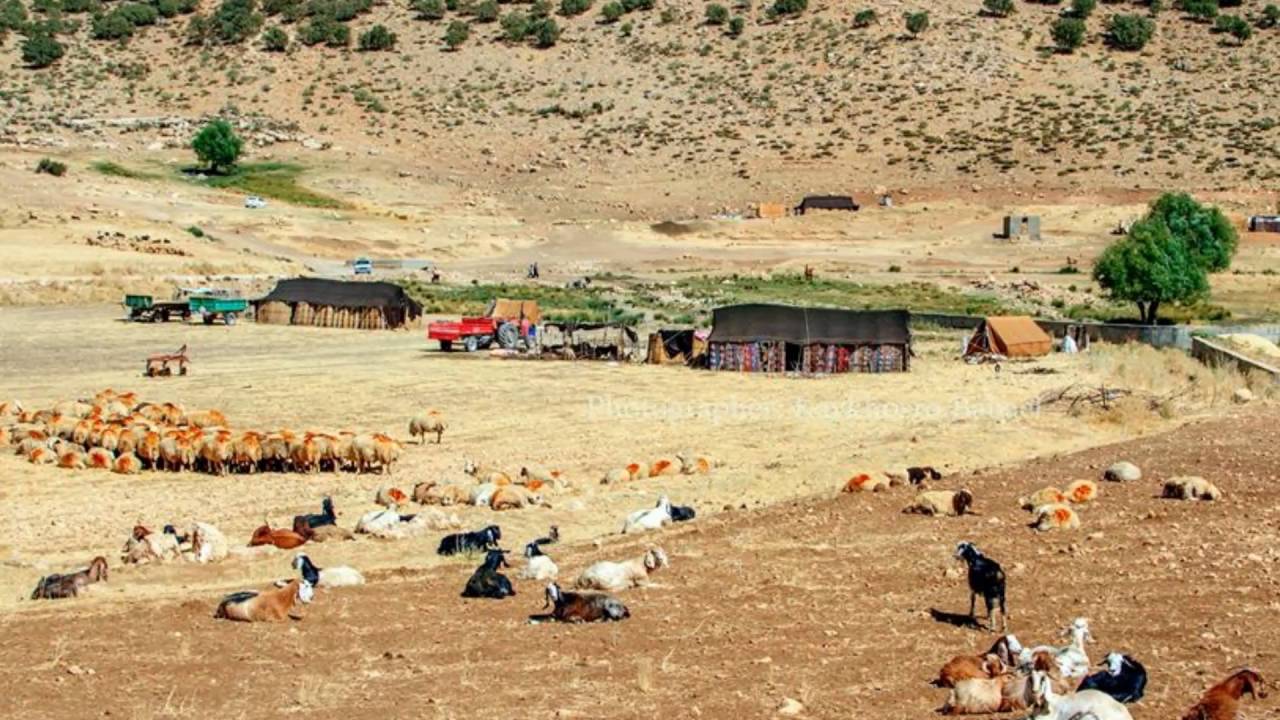 هوره دلگیر و ده نگ خوه ش له کشور نیوزلند و ده نگ هوره چر کاک  مه‌لک  چراقی