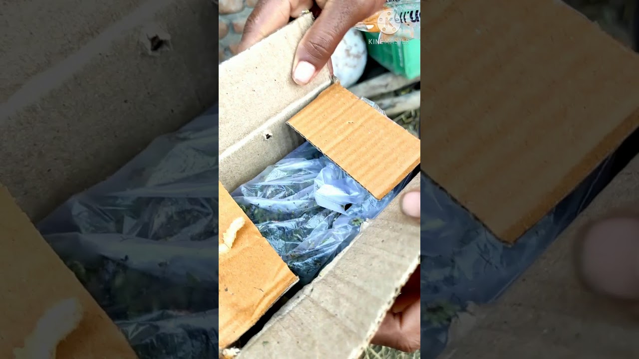 online azoola seed unboxing in Amazon