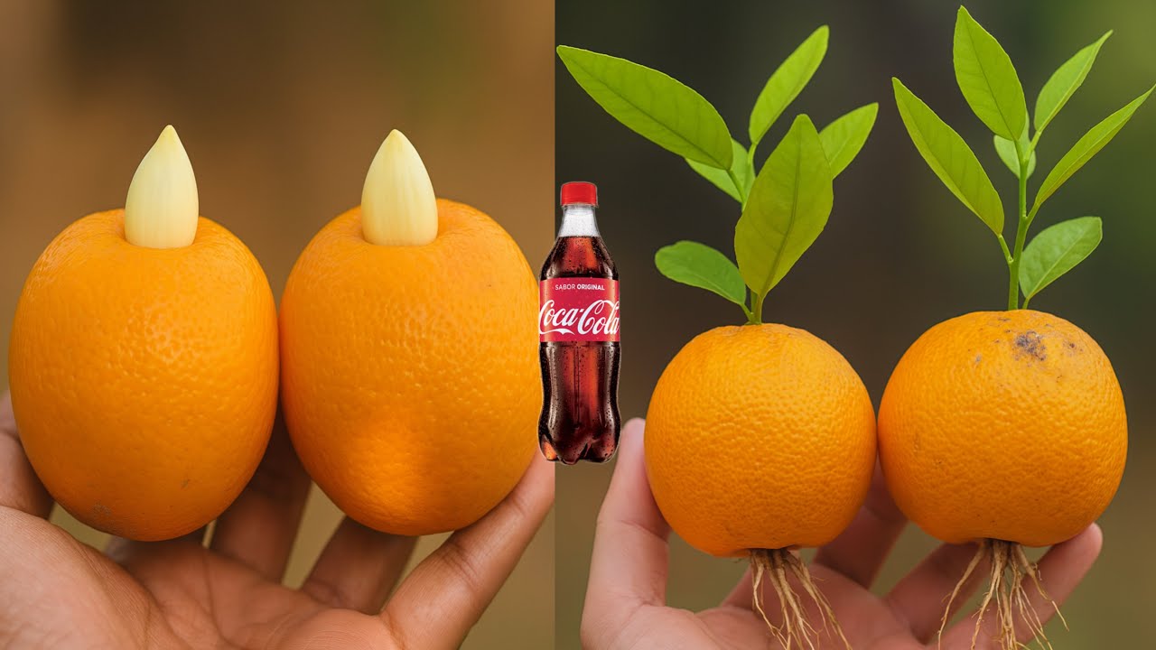 Growing Oranges with Garlic Magic! Unexpected Garden Experiment Success |