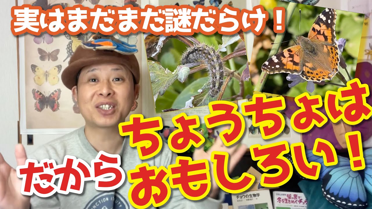 冬に成虫と幼虫が同時に発生！？なぜ？！ちょうちょの不思議に迫る！ヒメアカタテハ！