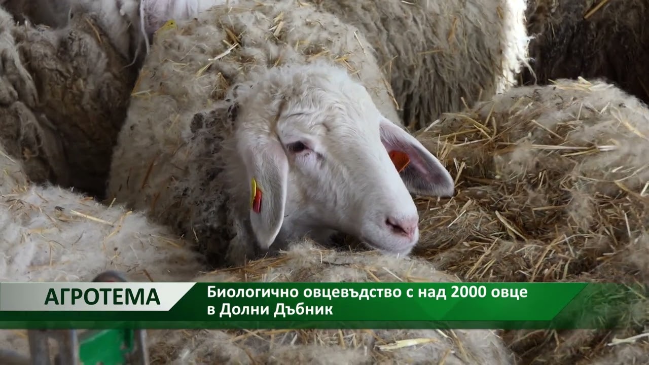 Агротема: Биологично овцевъдство с над 2000 овце в Долни Дъбник