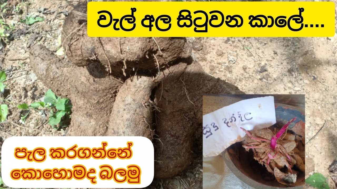 වැල් අල  පැල කරගන්නේ මෙහෙමයි 