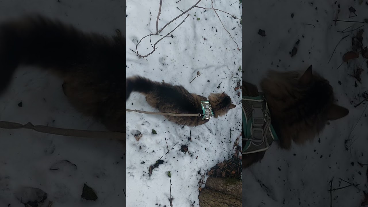 Котик 